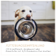 Hund hält eine leere Metallschüssel im Maul mit deutscher Fütterungsempfehlung darunter.