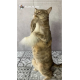 Eine verspielte graue getigerte Katze, die auf ihren Hinterbeinen steht und mit ihren Pfoten ein Feder-Spielzeug hält, vor einem gemusterten Boden.