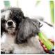 Eine Nahaufnahme eines Poodles mit lockigem grau-weißem Fell, der mit einem grünen Moser Pflegewerkzeug von einer Person gepflegt wird.