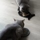 Schleckmatte Katze