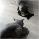 Zwei graue Katzen essen von gemusterten Fressmatten auf einem Holzboden, eine in Fischform und die andere rund.