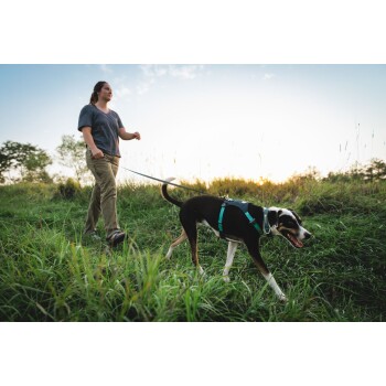 Eine Person führt einen glücklichen Hund an der Leine durch hohes grünes Gras während des Sonnenuntergangs, mit Bäumen im Hintergrund.