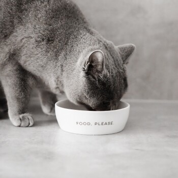 Katzennapf Keramiknapf, Food Please, 350ml