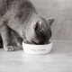 Katzennapf Keramiknapf, Food Please, 350ml