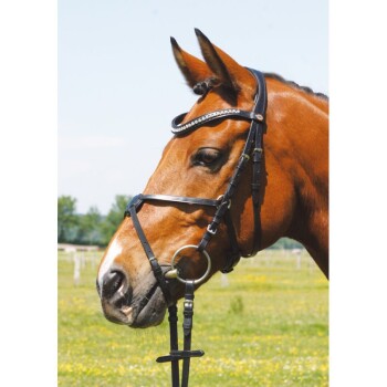 Eine Nahaufnahme eines braunen Pferdes, das ein schwarzes Zaumzeug mit einem dekorativen Stirnriemen trägt, vor einem sonnigen, grasbewachsenen Feld.