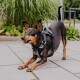 Ein verspielter schwarz-brauner Hund, der ein schwarzes Geschirr trägt, sich auf einer gepflasterten Fläche streckt, mit grünem Gras und Pflanzen im Hintergrund.