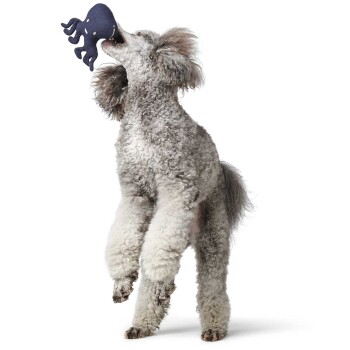 Ein verspielter grauer Pudel springt mit einem blauen, octopusförmigen Spielzeug im Mund, das sein flauschiges Fell und sein energetisches Wesen zeigt.