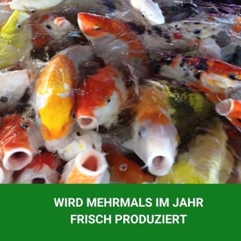 Nahaufnahme von bunten Koi-Fischen, die im klaren Wasser schwimmen, mit einem grünen Banner darunter, auf dem steht: 'WIRD MEHRMALS IM JAHR FRISCH PRODUZIERT.'