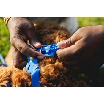 Eine Person, die einem flauschigen, braunen Hund im Freien ein blaues Geschirr anlegt, mit grünem Gras im Hintergrund.