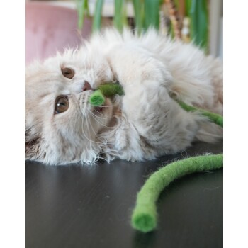 Eine flauschige hellfarbige Katze beißt verspielt in ein grünes Filzspielzeug, liegt auf einer dunklen Oberfläche mit verschwommenen Pflanzen im Hintergrund.