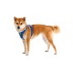 Ein Shiba Inu-Hund mit einem blauen Geschirr, der seitlich steht mit einem flauschigen Schwanz und einem schlanken Fell, vor einem weißen Hintergrund.