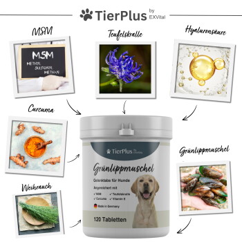 Zwei Hunde laufen auf Gras mit einem Behälter TierPlus Grünlippmuschel für Hunde, beschriftet mit "120 Tabletten" für die Gelenkgesundheit im Vordergrund.