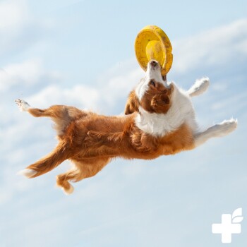 Ein braun-weißer Hund springt in die Luft, um einen gelben Frisbee gegen den blauen Himmel zu fangen.