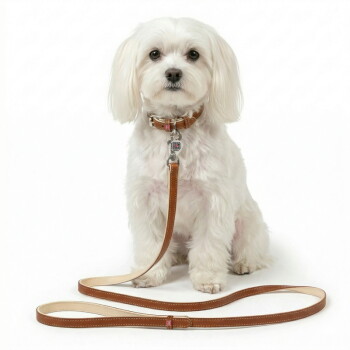 Petit chien blanc portant un collier en cuir fauve et une laisse assortie avec une plaque métallique ; aucun texte lisible n'est visible.