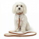 Petit chien blanc portant un collier en cuir fauve et une laisse assortie avec une plaque métallique ; aucun texte lisible n'est visible.