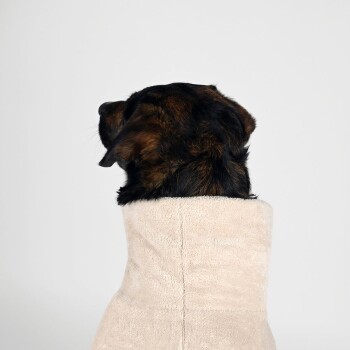 Ein brauner und schwarzer Hund, der in ein weiches beiges Handtuch gewickelt ist, von hinten betrachtet, mit einem neutralen Hintergrund.