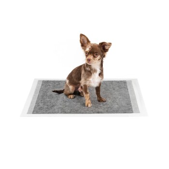 Ein kleiner braun-weißer Chihuahua sitzt auf einer grauen Tiermatte mit weißen Rändern, vor einem schlichten weißen Hintergrund.