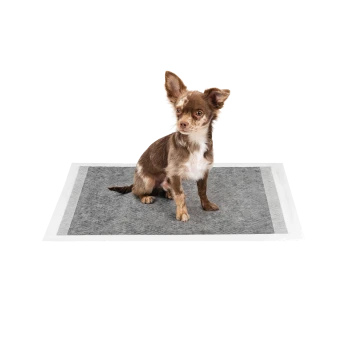Ein kleiner braun-weißer Chihuahua sitzt auf einer grauen Tiermatte mit weißen Rändern, vor einem schlichten weißen Hintergrund.