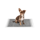 Ein kleiner braun-weißer Chihuahua sitzt auf einer grauen Tiermatte mit weißen Rändern, vor einem schlichten weißen Hintergrund.