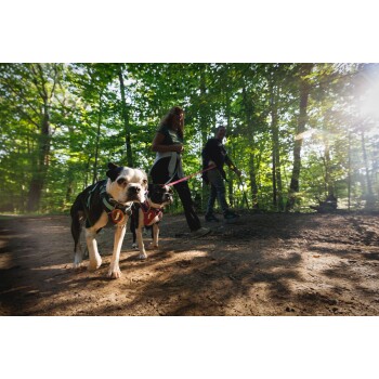 Zwei Hunde, ein Boston Terrier und ein schwarzer Hund, werden auf einem schmutzigen Weg in einem sonnigen Wald spazieren geführt.