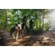 Zwei Hunde, ein Boston Terrier und ein schwarzer Hund, werden auf einem schmutzigen Weg in einem sonnigen Wald spazieren geführt.