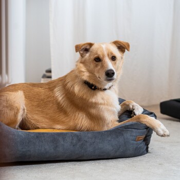 Ein goldener Hund, der auf einem gemütlichen grauen Haustierbett mit gelbem Innenraum entspannt, vor einem hellen Hintergrund.