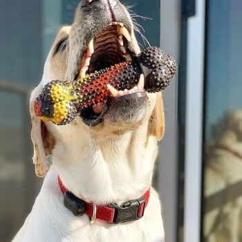 Ein glücklicher Labrador Retriever mit rotem Halsband hält ein buntes, strukturiertes Kauspielzeug im Mund, das seine verspielte Natur zeigt.