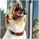 Ein glücklicher Labrador Retriever mit rotem Halsband hält ein buntes, strukturiertes Kauspielzeug im Mund, das seine verspielte Natur zeigt.