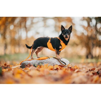 Ein kleiner schwarzer Hund, der ein orangefarbenes Geschirr trägt, steht auf einem Stein zwischen bunten Herbstblättern, mit einer passenden Leine daneben.