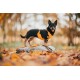 Ein kleiner schwarzer Hund, der ein orangefarbenes Geschirr trägt, steht auf einem Stein zwischen bunten Herbstblättern, mit einer passenden Leine daneben.