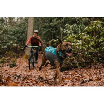 Ein glücklicher brauner Hund, der ein blaues Geschirr trägt, läuft auf einem Waldweg, der mit Herbstblättern bedeckt ist, mit einem Radfahrer im Hintergrund.