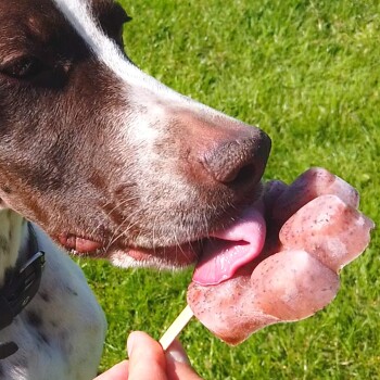 Eine Nahaufnahme des Gesichts eines Hundes, der eine gefrorene Leckerei in Form einer Pfote leckt, gehalten von einer Hand, mit grünem Gras im Hintergrund.