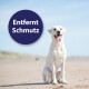Weißer Labrador sitzt an einem sandigen Strand, Zunge herausgestreckt, mit einem dunkelblauen Kreis-Siegel mit der Aufschrift „Entfernt Schmutz“