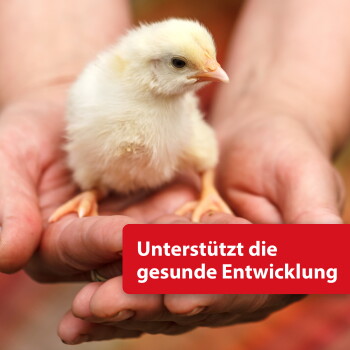 Flauschiges gelbes Küken in gehaltenden Händen; roter Banner mit der Aufschrift 'Unterstützt die gesunde Entwicklung.'