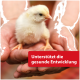 Flauschiges gelbes Küken in gehaltenden Händen; roter Banner mit der Aufschrift 'Unterstützt die gesunde Entwicklung.'