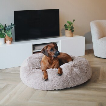 Ein brauner Hund, der auf einem flauschigen, runden, hellrosa Haustierbett in einem modernen Wohnzimmer mit einem Fernseher und Topfpflanzen im Hintergrund entspannt.