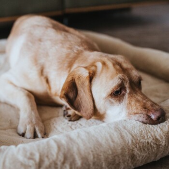 Ein entspannter gelber Labrador-Retriever liegt auf einem plüschigen Hundebett, mit dem Kopf auf der Kante ruhend, vor einem weichen, gemütlichen Hintergrund.