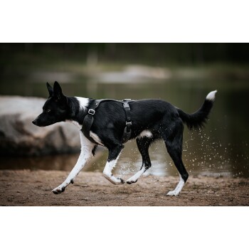 Ein schwarz-weißer Hund, der ein Geschirr trägt, läuft am Ufer eines Sees und spritzt Wasser, während er sich bewegt.