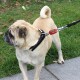Ein Mops mit einem schwarzen Halsband steht auf einem Bürgersteig und schaut zur Seite. Der Hund ist mit einem roten und silbernen Clip angeleint.