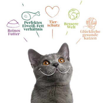 Un chat gris joyeux avec des yeux brillants, entouré de textes : "Nourriture pure," "Rapport parfait entre protéines et graisses," "Protection des animaux," et "Chats heureux."