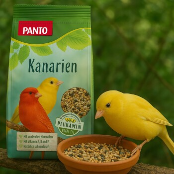 Eine bunte Tüte Panto Kanarienvogel-Futter mit einem roten und gelben Kanarienvogel, mit einer Schüssel voller Samen davor.