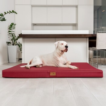 Ein weißer Hund, der auf einem roten Hundebett in einer modernen Küche mit Holzarbeitsplatte und grünen Pflanzen im Hintergrund liegt.