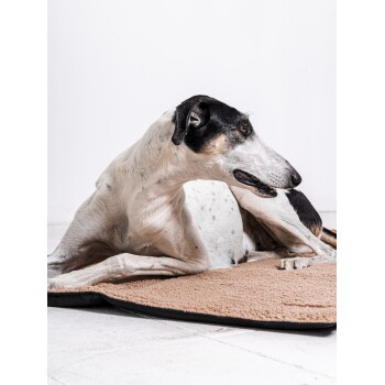 Ein Greyhound liegt auf einer weichen, beigen Tiermatte und schaut mit einem ruhigen Ausdruck zur Seite vor einem schlichten weißen Hintergrund.