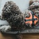 Geschirr Maldon Up orange L