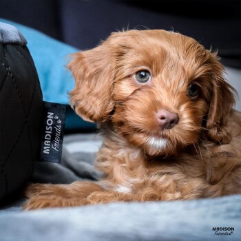 Ein süßer, flauschiger brauner Welpe mit großen Augen ruht auf einer weichen Oberfläche, neben einem Haustierbett mit der Aufschrift "MADISON Friends."
