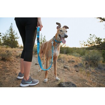 Eine Person in schwarzen Leggings hält eine blaue Hundeleine, die an einem glücklichen Greyhound auf einem schmutzigen Weg umgeben von Grün befestigt ist.