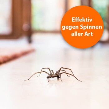 Eine Spinne auf einem Holzboden mit verschwommenem Hintergrund; orangefarbener Text liest: "Wirksam gegen alle Arten von Spinnen."