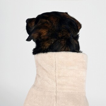 Ein brauner und schwarzer Hund, der in einem weichen beigen Handtuch eingewickelt ist, von hinten vor einem schlichten weißen Hintergrund betrachtet.