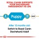 Royal Canin Dachshund food guide, showing age stages: 2 months (Puppy) to 10 months (Adult), with a note to switch to Adult food.