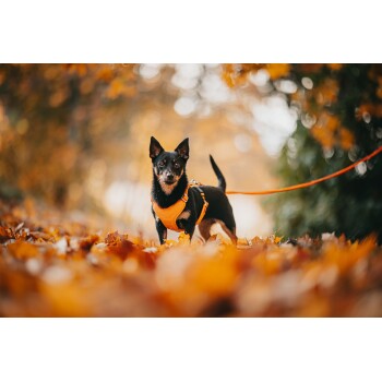 Ein kleiner schwarzer Hund mit einem orangefarbenen Geschirr steht auf einem Bett aus Herbstblättern, mit einem verschwommenen Hintergrund aus orangefarbenem Laub.